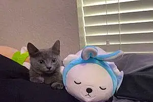 Name Russian Blue Cat Bolt