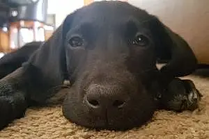 Name Labrador Retriever Dog Jade