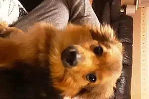 Pomeranian Dog Roxy