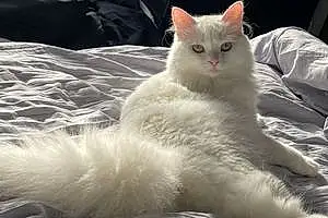Name Turkish Angora Cat Fifi