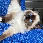 Cat, Siamese, Blue, Carnivore, Felidae, Iris, Small To Medium-sized Cats, Fawn, Whiskers, Birman, Snout, Electric Blue, Balinese, Furry friends, Thai, Ragdoll, Comfort, Claw, Paw