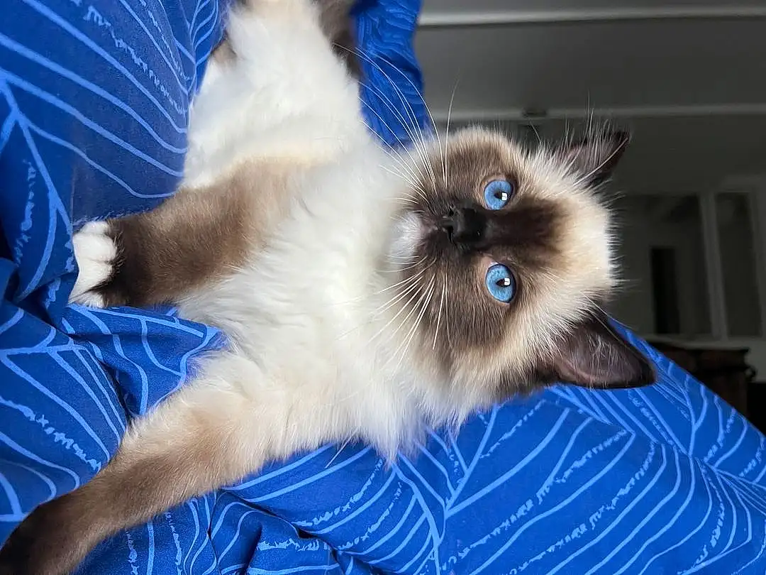 Cat, Siamese, Blue, Carnivore, Felidae, Iris, Small To Medium-sized Cats, Fawn, Whiskers, Birman, Snout, Electric Blue, Balinese, Furry friends, Thai, Ragdoll, Comfort, Claw, Paw