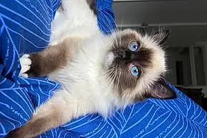 Name Ragdoll Cat Aiko