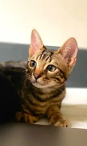 Name Bengal Cat Gatsby