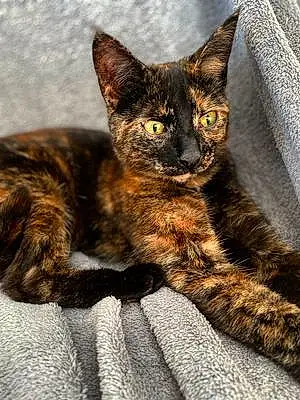 Name Torbie Cat Jasmine