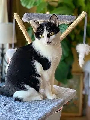 Name American Shorthair Cat Chance
