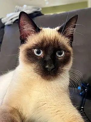 Name Siamese Cat Alex