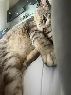 Name Bengal Cat Bynx