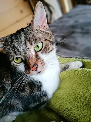 European Shorthair Cat Domino