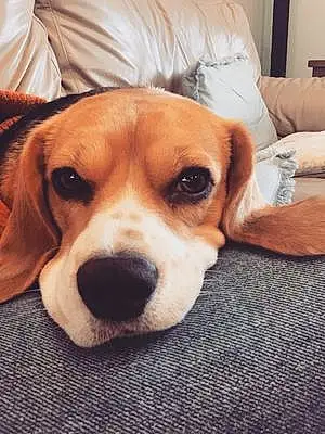 Name Beagle Dog Bessie