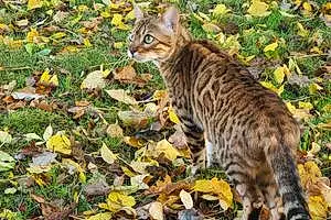 Name Bengal Cat Iris