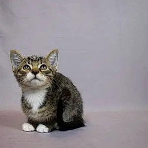 Name Cat Chowder