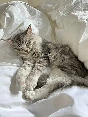 Siberian Cat Perla