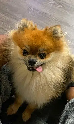 Name Pomeranian Dog Gaston