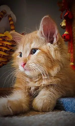 Name Maine Coon Cat Cheddar