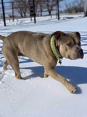 Name Pitt Bull Terrier Dog Dozer