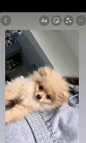Pomeranian Dog Pixie