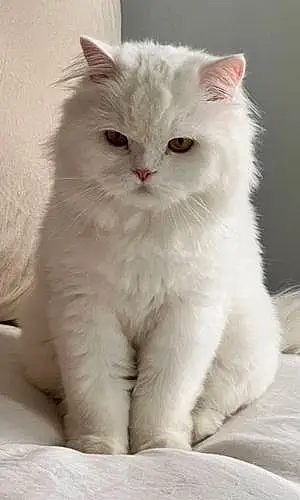 Name Persian Cat Junie