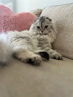 Scottish Fold Cat Luna