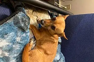 Name Chihuahua Dog Holly