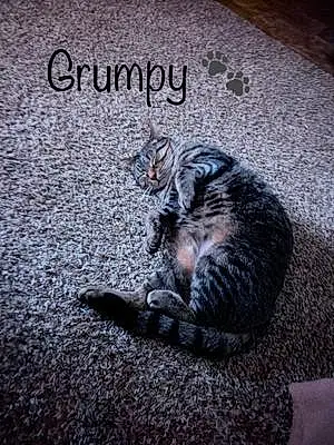 Name Cat Grumpy