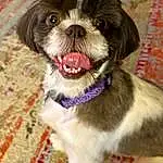 Dog, Carnivore, Dog breed, Liver, Companion dog, Fawn, Working Animal, Toy Dog, Snout, Biting, Terrestrial Animal, Furry friends, Shih Tzu, Whiskers, Canidae, Recipe, Dog Supply, Dog Collar, Non-sporting Group