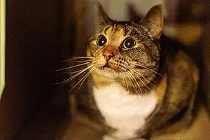 Name Tabby Cat Cinnamon