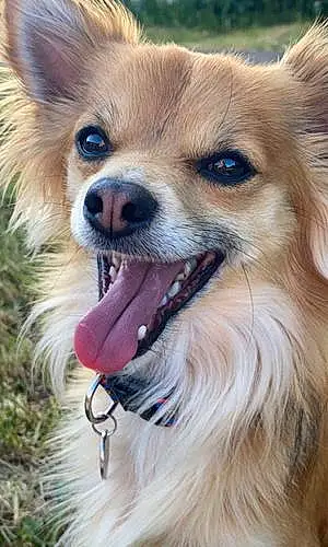 Name Chihuahua Dog Carson
