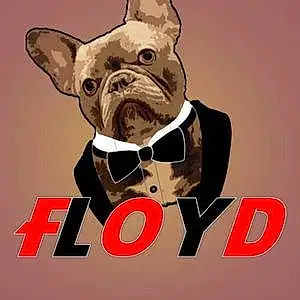 Name Dog Floyd