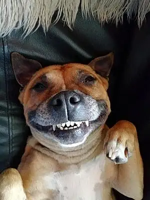 Name Staffordshire Bull Terrier Dog Jessie