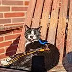 Cat, Felidae, Carnivore, Small To Medium-sized Cats, Grey, Whiskers, Brick, Wood, Tail, Brickwork, Snout, Grass, Black cats, Domestic Short-haired Cat, Electric Blue, Furry friends, Plant, Sitting, Shadow, Tree