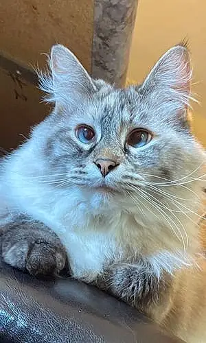 Siberian Cat Flufferson