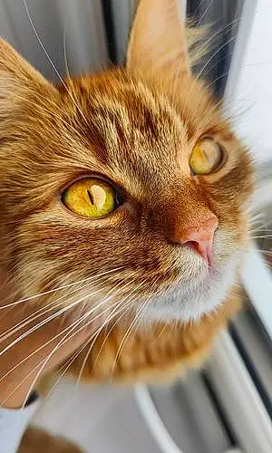 Name Cat Jasmine