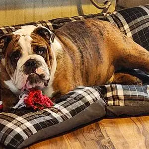 Bulldog Dog Winston