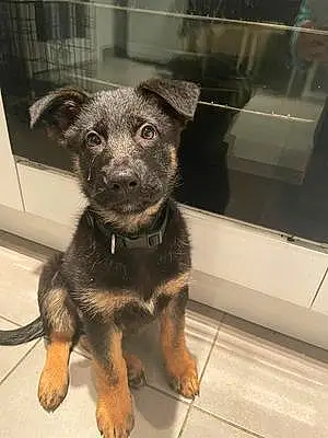 Name German Shepherd Dog Kaiser
