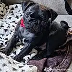 Pug, Dog, Dog breed, Carnivore, Grey, Working Animal, Companion dog, Fawn, Comfort, Snout, Toy Dog, Whiskers, Wrinkle, Liver, Canidae, Terrestrial Animal, Non-sporting Group, Paw, Pattern