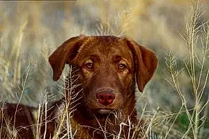 Name Labrador Retriever Dog Bristol