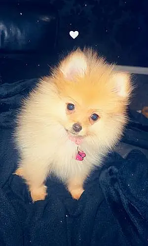 Pomeranian Dog Pixie