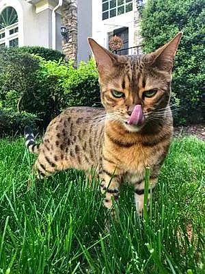 Name Bengal Cat Hanna