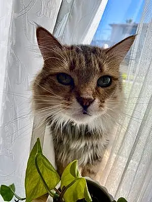 Siberian Cat Ophelia