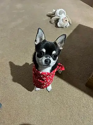 Name Chihuahua Dog Kobe