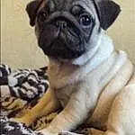 Pug, Dog, Dog breed, Carnivore, Iris, Companion dog, Fawn, Whiskers, Wrinkle, Toy Dog, Snout, Terrestrial Animal, Canidae, Working Animal, Non-sporting Group, Puppy, Photography, Ancient Dog Breeds, Furry friends