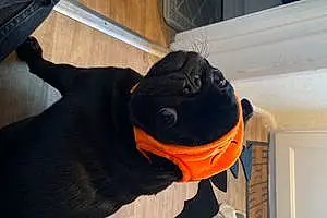 Pug Dog Oreo