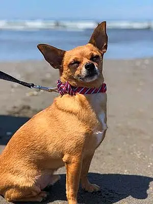 Name Chihuahua Dog Bubba