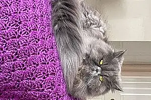 Name Persian Cat Duchess