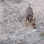 Dog, Carnivore, Fawn, Dog breed, Terrestrial Animal, Asphalt, Working Animal, Tail, Grass, Groundcover, Road Surface, Soil, Wood, Landscape, Canidae, Outdoor Furniture