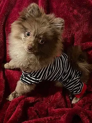 Pomeranian Dog Gigi
