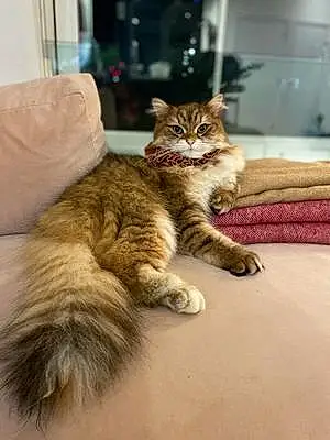 Siberian Cat Piuma