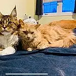 Cat, Felidae, Carnivore, Small To Medium-sized Cats, Whiskers, Fawn, Snout, Comfort, Furry friends, Paw, Domestic Short-haired Cat, Maine Coon, Claw, Sitting, Tail, Box, Companion dog, Television, Siberian, Nap