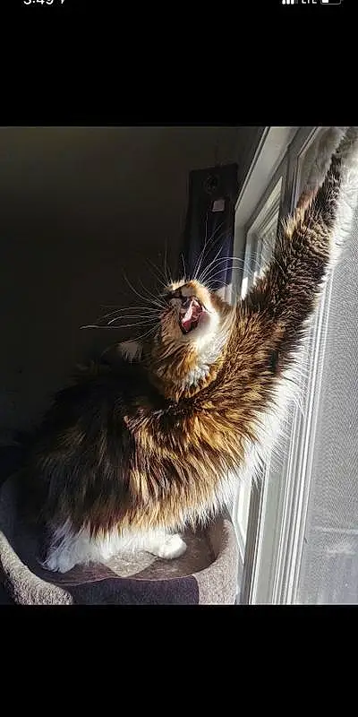 Cat, Window, Felidae, Carnivore, Small To Medium-sized Cats, Whiskers, Tints And Shades, Tail, Paw, Domestic Short-haired Cat, Furry friends, Happy, Claw, Metal, Yawn